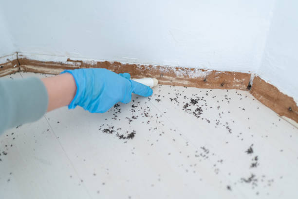 Professional Pest control in Seagoville, TX